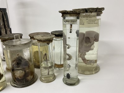 Lot 69 - Gruesome collection of formaldehyde jars containing various alarming specimens