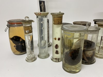 Lot 69 - Gruesome collection of formaldehyde jars containing various alarming specimens