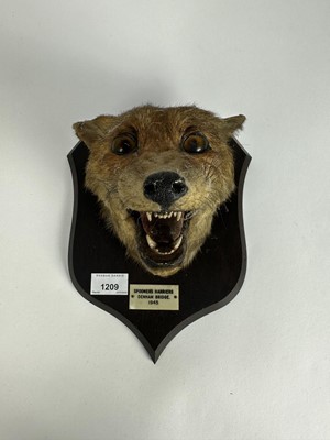 Lot 1209 - 1940s Spicer & Sons Fox mask on oak shield, 'Spooner's Harriers, Denham Bridge, 1945'