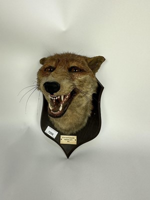 Lot 1208 - 1940s Spicer & Sons Fox mask on oak shield, 'South Hertfordshire, Trebandy Gate, 1947'