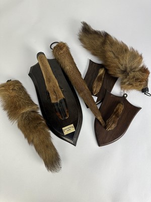 Lot 1210 - 1930s Rowland Ward deer slot mounted on oak shield, 'Bushey Brackley, 1938', two Spicer & Sons fox pads on oak shields, two fox brushes and an otter rudder (6)