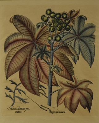 Lot 140 - A pair of coloured engravings, from the book “Hortus Eystettensis”, one by Heinrich Ulrich. “Ricinus Maior” on watermarked paper, and “Corona Imperialis Polyanthos”. Both framed and mounted and wit...