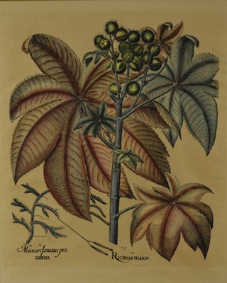 Lot 1545 - A pair of coloured engravings, from the book “Hortus Eystettensis”, one by Heinrich Ulrich. “Ricinus Maior” on watermarked paper, and “Corona Imperialis Polyanthos”. Both framed and mounted and wit...