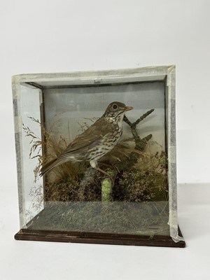 Lot 1243 - Early 20th century Fieldfare in naturalistic setting and glass case, 26cm high x 26cm wide x 12cm deep