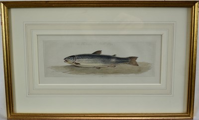 Lot 1289 - E. Bell, English School watercolour - The Salmon, signed and dated 1845, inscribed, 9.5cm x 24cm, in glazed gilt frame  
Provenance: The Keyser Gallery, Gloucestershire