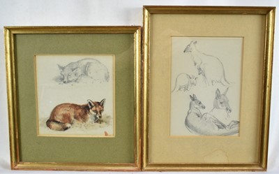 Lot 1286 - William Woodhouse (1857-1939) pencil and watercolour sketch, A Fox, 13.5cm x 12.5cm, together with another sketch of a kangaroo, 16.5cm x 12cm, in glazed gilt frames