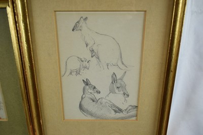 Lot 1286 - William Woodhouse (1857-1939) pencil and watercolour sketch, A Fox, 13.5cm x 12.5cm, together with another sketch of a kangaroo, 16.5cm x 12cm, in glazed gilt frames