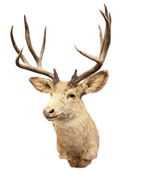 Lot 1254 - Red Stag, full head and neck mount with antlers, for wall mounting, approximately 125cm high