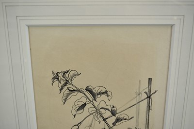 Lot 1376 - *John Nash (1893-1977) pencil and ink drawing - "Fuschia"
Provenance: The Nash Estate