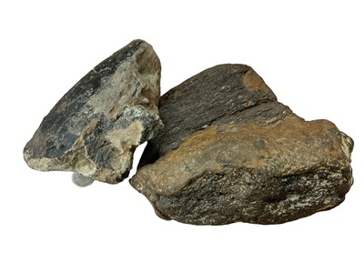 Lot 2623 - Fossils - Iguanodon dinosaur toe claw and rib bone segment circa 112-120 MYA (Ex Isle of Wight) (2 items)