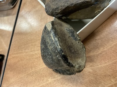Lot 2623 - Fossils - Iguanodon dinosaur toe claw and rib bone segment circa 112-120 MYA (Ex Isle of Wight) (2 items)
