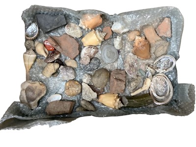 Lot 2449 - Box of shells, fossils and archaeological finds