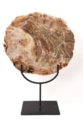 Lot 852 - Specimen fossilised tree cross section