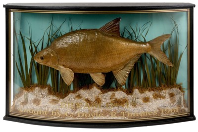 Lot 847 - Large specimen taxidermy bream caught 1961