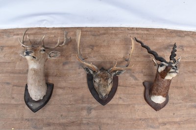 Lot 856 - Three various taxidermy heads