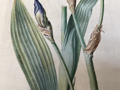 Lot 1 - English School, 19th century, Purple bearded iris, watercolour on paper (laid down onto paper) unsigned, 26 x 41cm, mounted