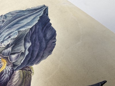 Lot 1 - English School, 19th century, Purple bearded iris, watercolour on paper (laid down onto paper) unsigned, 26 x 41cm, mounted