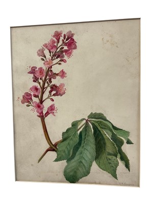Lot 30 - E H Thompson (19th century) watercolour - Study, Horse Chestnut blossom, signed, 32 x 25cm, mounted but unframed