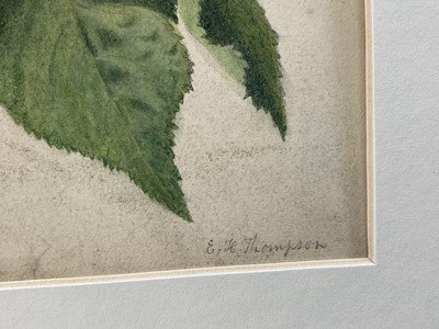 Lot 30 - E H Thompson (19th century) watercolour - Study, Horse Chestnut blossom, signed, 32 x 25cm, mounted but unframed