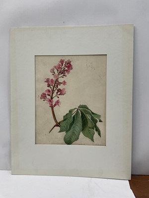 Lot 30 - E H Thompson (19th century) watercolour - Study, Horse Chestnut blossom, signed, 32 x 25cm, mounted but unframed