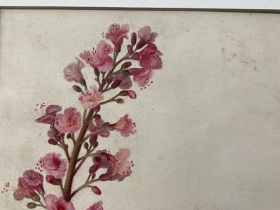 Lot 30 - E H Thompson (19th century) watercolour - Study, Horse Chestnut blossom, signed, 32 x 25cm, mounted but unframed