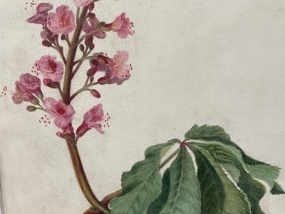 Lot 30 - E H Thompson (19th century) watercolour - Study, Horse Chestnut blossom, signed, 32 x 25cm, mounted but unframed