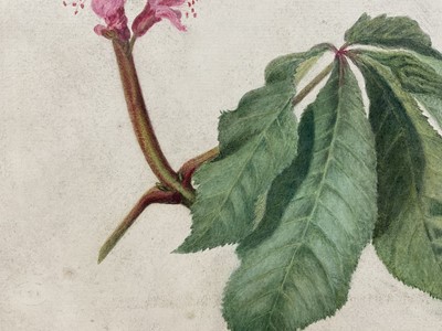 Lot 30 - E H Thompson (19th century) watercolour - Study, Horse Chestnut blossom, signed, 32 x 25cm, mounted but unframed