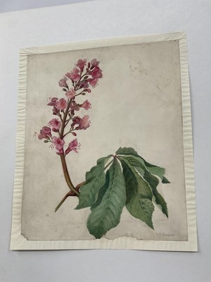Lot 30 - E H Thompson (19th century) watercolour - Study, Horse Chestnut blossom, signed, 32 x 25cm, mounted but unframed