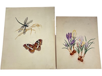 Lot 47 - English school 19th century, watercolour depiction of crocuses, 23 x 18cm, together with another of a butterfly and dragonfly. (2)