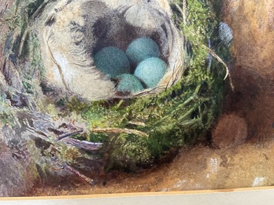 Lot 49 - Attributed to William Cruickshank (1848-1922), watercolour - Still life of birds nest, 15 x 23cm, mounted