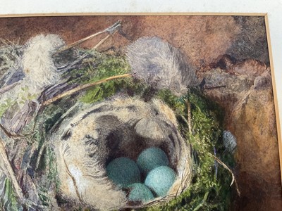 Lot 49 - Attributed to William Cruickshank (1848-1922), watercolour - Still life of birds nest, 15 x 23cm, mounted