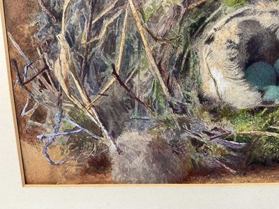 Lot 49 - Attributed to William Cruickshank (1848-1922), watercolour - Still life of birds nest, 15 x 23cm, mounted