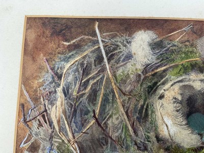 Lot 49 - Attributed to William Cruickshank (1848-1922), watercolour - Still life of birds nest, 15 x 23cm, mounted