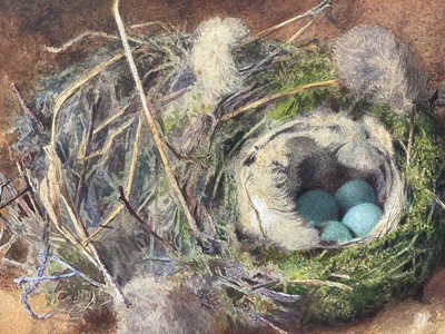 Lot 49 - Attributed to William Cruickshank (1848-1922), watercolour - Still life of birds nest, 15 x 23cm, mounted