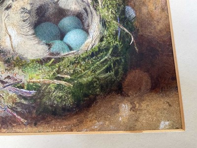 Lot 49 - Attributed to William Cruickshank (1848-1922), watercolour - Still life of birds nest, 15 x 23cm, mounted