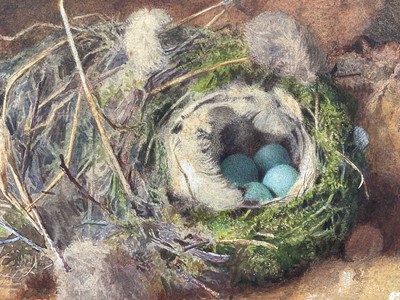 Lot 49 - Attributed to William Cruickshank (1848-1922), watercolour - Still life of birds nest, 15 x 23cm, mounted