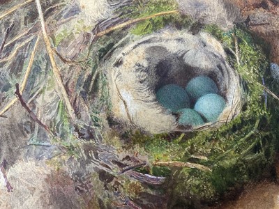 Lot 49 - Attributed to William Cruickshank (1848-1922), watercolour - Still life of birds nest, 15 x 23cm, mounted