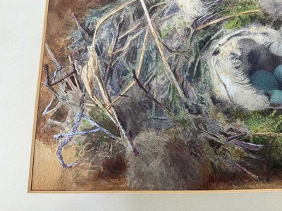 Lot 49 - Attributed to William Cruickshank (1848-1922), watercolour - Still life of birds nest, 15 x 23cm, mounted