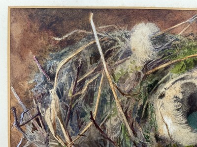 Lot 49 - Attributed to William Cruickshank (1848-1922), watercolour - Still life of birds nest, 15 x 23cm, mounted