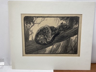 Lot 56 - Elsie Henderson (1880-1967) lithograph, Leopard in a tree, image 20 x 30cm, signed and dated 1916, mounted but unframed