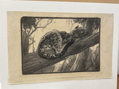 Lot 56 - Elsie Henderson (1880-1967) lithograph, Leopard in a tree, image 20 x 30cm, signed and dated 1916, mounted but unframed