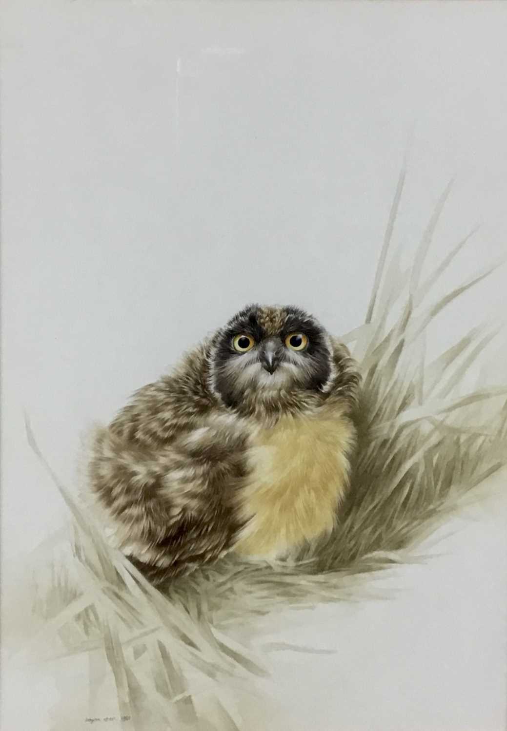 Lot 217 - Brian Reed (b. 1934) watercolour, Owlet in grass, signed and dated 1981, 29.5cm x 20cm, mounted in glazed gilt frame