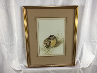 Lot 217 - Brian Reed (b. 1934) watercolour, Owlet in grass, signed and dated 1981, 29.5cm x 20cm, mounted in glazed gilt frame