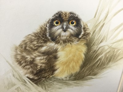 Lot 217 - Brian Reed (b. 1934) watercolour, Owlet in grass, signed and dated 1981, 29.5cm x 20cm, mounted in glazed gilt frame