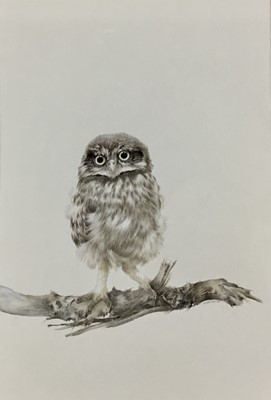 Lot 218 - Brian Reed (b. 1934) watercolour, Owlet, signed and dated 1981, 29.5cm x 20cm, mounted in glazed gilt frame