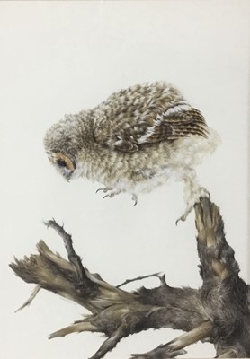 Lot 219 - Brian Reed (b. 1934) watercolour, Owlet stepping off branch, signed and dated 1981, 29.5cm x 20cm, mounted in glazed gilt frame