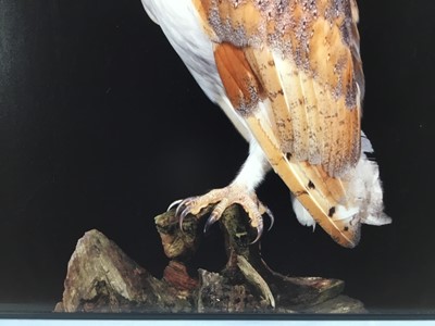 Lot 792 - Limited edition print of Horned Owls, a Cyril Laubscher Barn Owl and a framed watercolour of a Tiger’s Head