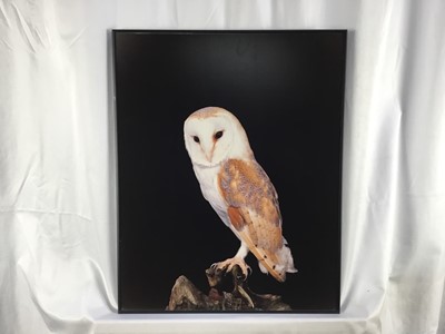 Lot 792 - Limited edition print of Horned Owls, a Cyril Laubscher Barn Owl and a framed watercolour of a Tiger’s Head