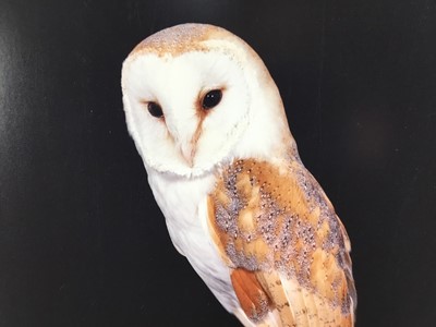 Lot 792 - Limited edition print of Horned Owls, a Cyril Laubscher Barn Owl and a framed watercolour of a Tiger’s Head