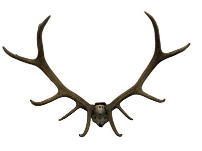 Lot 884 - An impressive pair of Red Deer Stag antlers mounted on a shield, 100cm wide